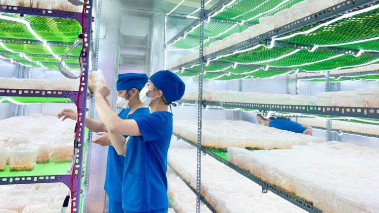 Nâng cao hiệu quả sản xuất cho hợp tác xã tại Kon Tum nhờ ứng dụng khoa học công nghệ (29/10/2024)
