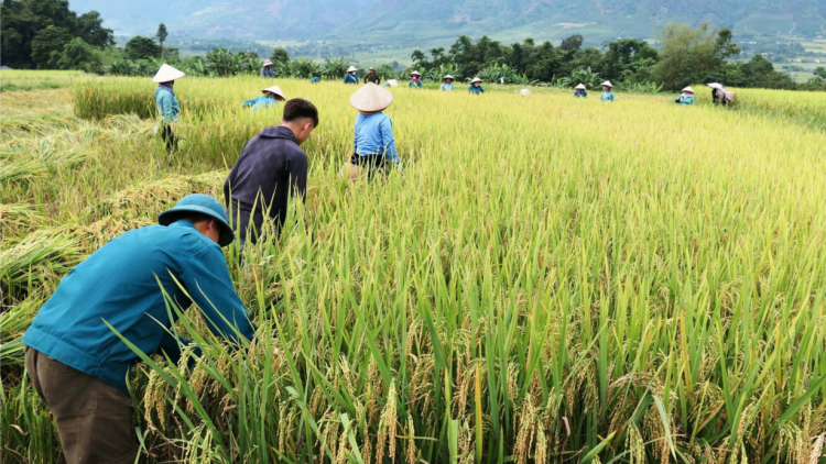 Rộn ràng ngày mùa trên cánh đồng Mường Than (16/10/2024)