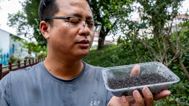 Một làng ở Trung Quốc thả hàng trăm ngàn con muỗi đực triệt sản chống sốt xuất huyết (28/10/2024)
