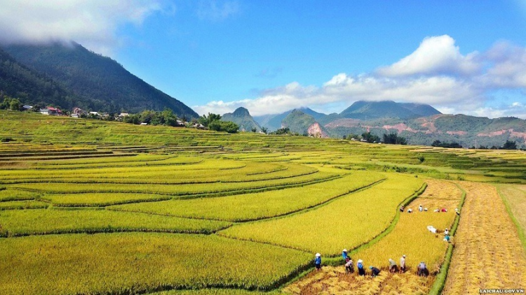 Không khí rộn ràng trong ngày mùa trên cánh đồng Mường Than  (18/10/2024)