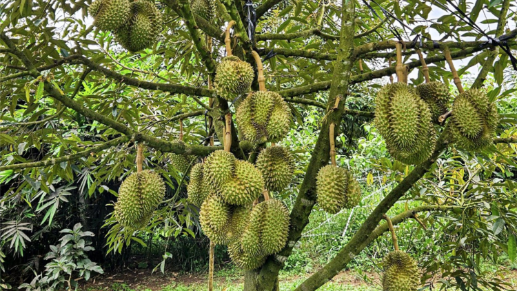 Nông nghiệp kết hợp du lịch, gia tăng giá trị cho người dân miền núi (16/10/2024)