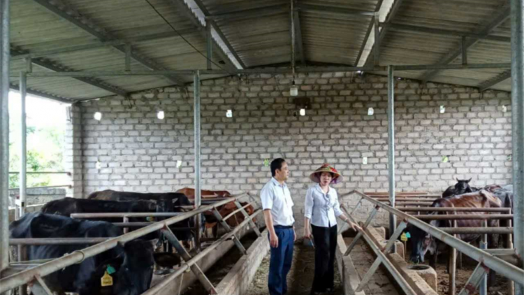 Quảng Ninh: Ngành chăn nuôi phục hồi sản xuất sau bão (6/10/2024)