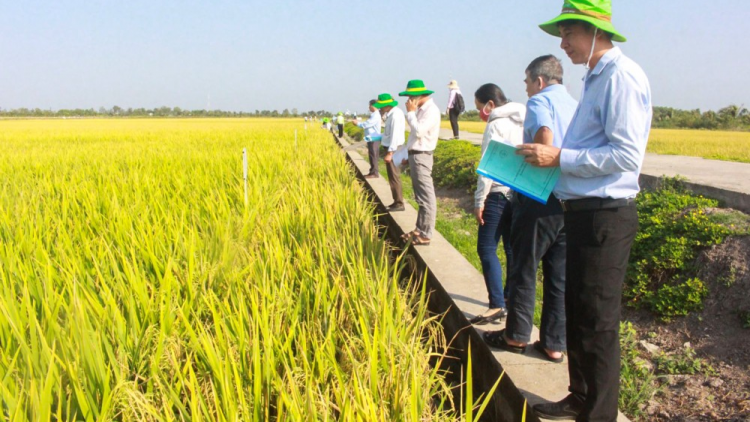 Đồng bằng sông Cửu Long: cần tập trung nghiên cứu giống lúa thích ứng với hạn mặn (23/10/2024)