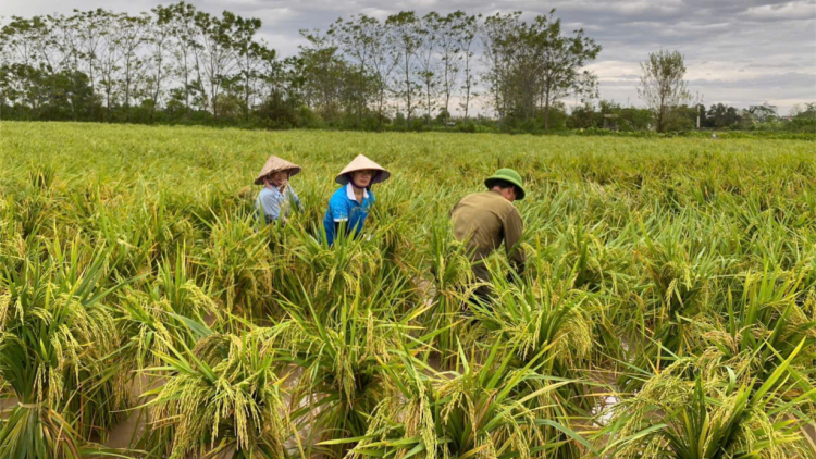 THỜI SỰ 6H SÁNG 19/10/2024: Thủ tướng Chính phủ chỉ đạo đẩy mạnh khôi phục sản xuất nông nghiệp sau bão số 3.