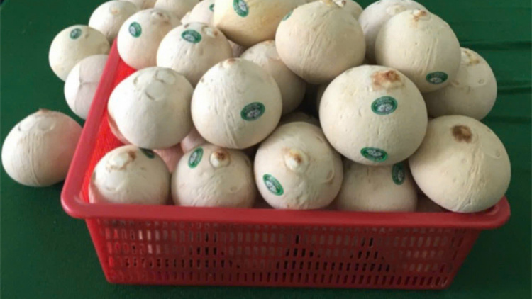 Bến Tre: Chuẩn bị xuất lô dừa tươi chính ngạch đầu tiên sang thị trường Trung quốc (7/10/2024)