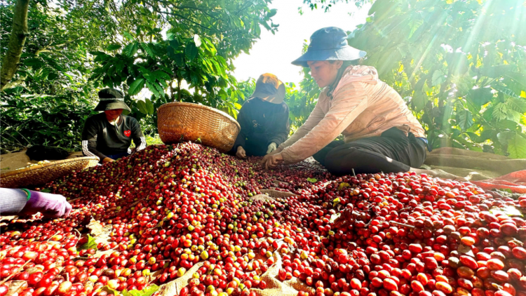 Đắk Lắk cần tháo gỡ điểm nghẽn về tổ chức sản xuất để phát triển ngành hàng cà phê bền vững (28/11/2024)