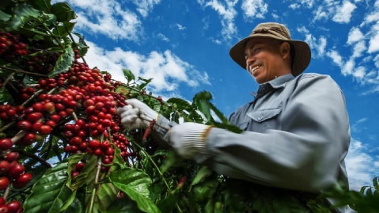 Loạt bài "Nông nghiệp Việt Nam: Đột phá từ tư duy phát triển"- Bài 3: "Nền nông nghiệp tử tế" (14/11/2024)