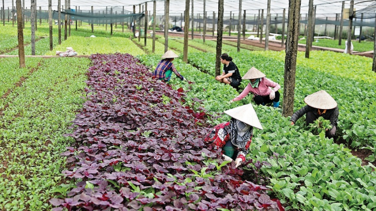 THỜI SỰ 18H CHIỀU 26/11/2024: Quốc hội thông qua Luật Thuế giá trị gia tăng (sửa đổi), quy định mức doanh thu không chịu thuế giá trị gia tăng lên 200 triệu đồng/năm; đánh thuế 5% đối với phân bón.