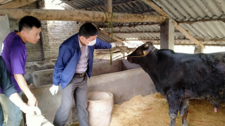 Thái Nguyên chủ động phòng bệnh viêm da nổi cục trên trâu, bò (10/11/2024)