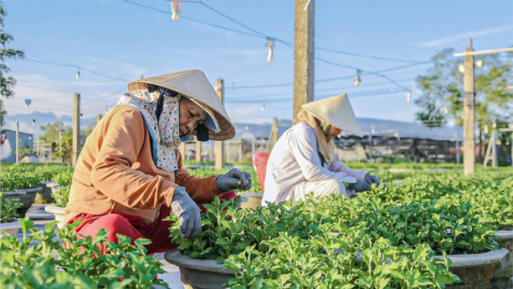 Nông dân Đà Nẵng tất bật vào vụ hoa Tết (27/11/2024)