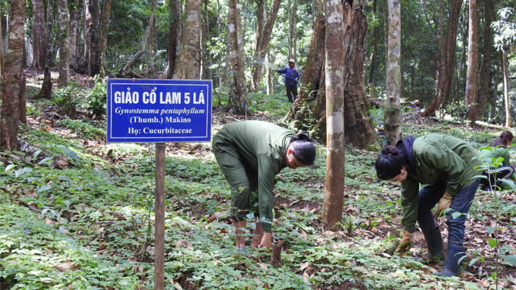 Lợi ích kép từ việc phát triển cây dược liệu ở Kon Tum (12/11/2024)