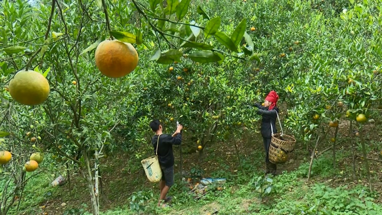 Người dân Sốp Cộp mở rộng diện tích trồng cam, đáp ứng nhu cầu thị trường (16/11/2024)