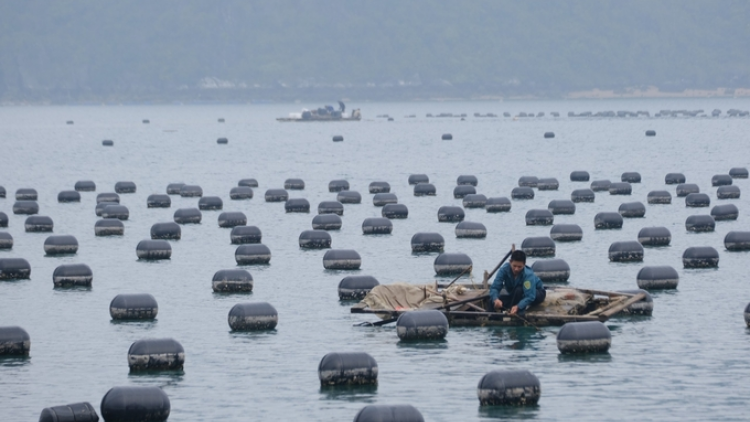 Nuôi biển ở Quảng Ninh: Xu thế tăng trưởng xanh cho hiện tại và tương lai (16/10/2024)