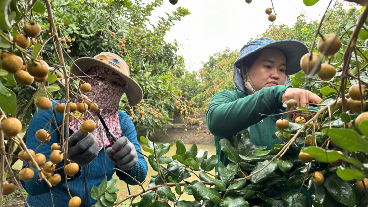 Cần Thơ quy hoạch vùng sản xuất tập trung để hướng tới xuất khẩu (1/11/2024)