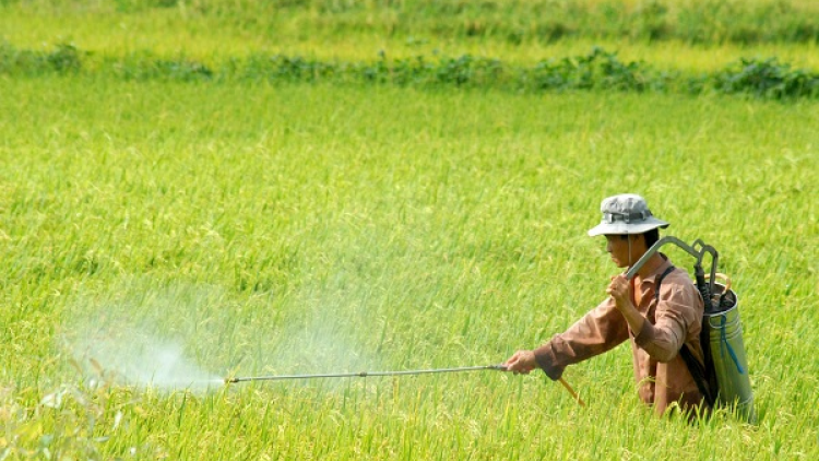 Loạt phóng sự "Kiến tạo không gian phát triển kinh tế nông nghiệp", Bài 1: Quẩn quanh tư tưởng “chợ chiều” (25/12/2024)