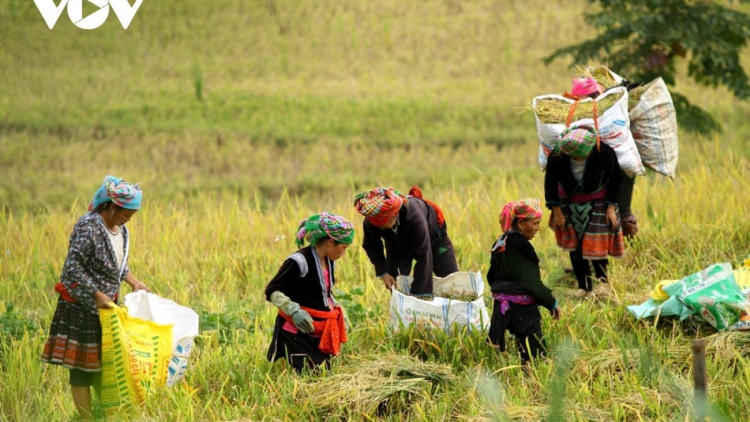 Bảo hiểm nông nghiệp rất cần thiết với người dân. (19/12/2024)