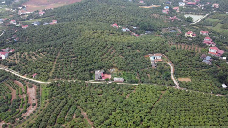 Xã Phúc Hoà (Tân Yên, Bắc Giang) đạt chuẩn nông thôn mới kiểu mẫu về phát triển kinh tế (09/12/2024)