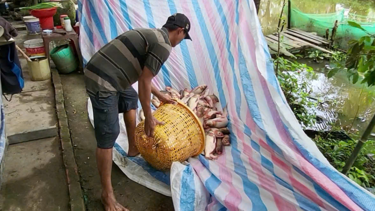 Hậu Giang vào mùa thu hoạch cá trên ruộng (26/12/2024)