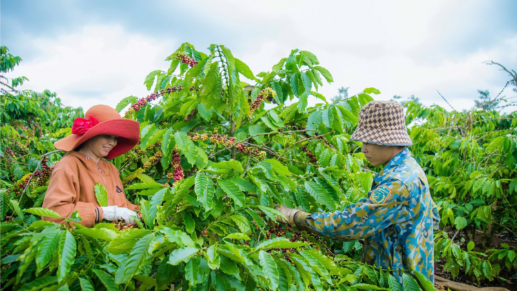 Nâng tầm nông sản Đắk Nông qua chương trình OCOP (07/12/2024)