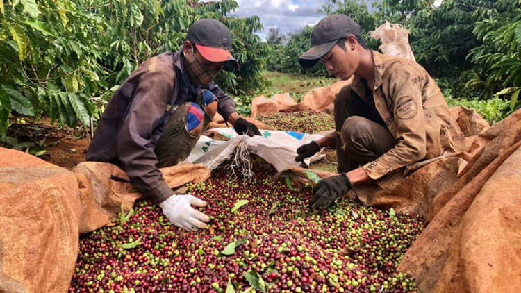 THỜI SỰ 6H SÁNG 06/12/2024: Niềm vui của người trồng cà phê ở Gia Lai khi loại nông sản này năm nay được mùa được cả giá