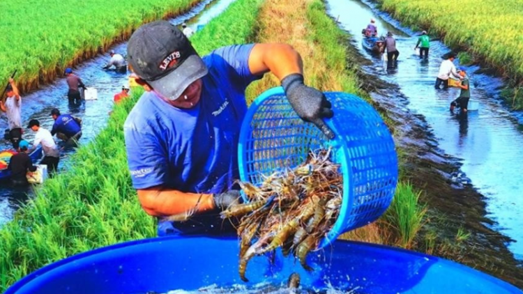 Mô hình sản xuất lúa hữu cơ kết hợp nuôi tôm càng xanh ở cù lao Long Hòa, Trà Vinh (13/12/2024)