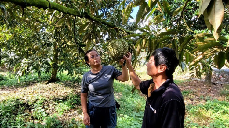 Tiền Giang: Bước vào mùa khô, chủ động phòng chống hạn mặn bảo vệ vườn cây "tỉ phú" (2/12/2024)