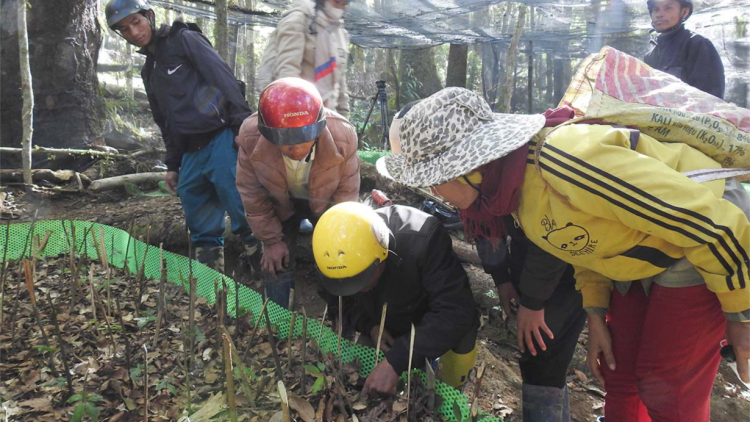 Kon Tum: Vườn sâm Ngọc Linh đặc biệt của hộ nghèo ở huyện Tu Mơ Rông (24/2/2024)