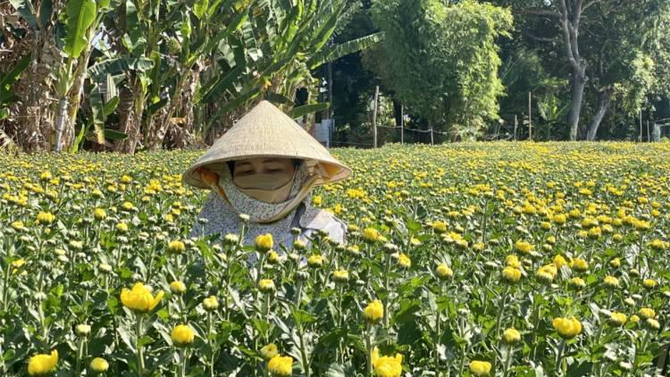 Thương lái “huỷ kèo” người trồng hoa ở Bà Rịa Vũng Tàu điêu đứng  (06/02/2024)