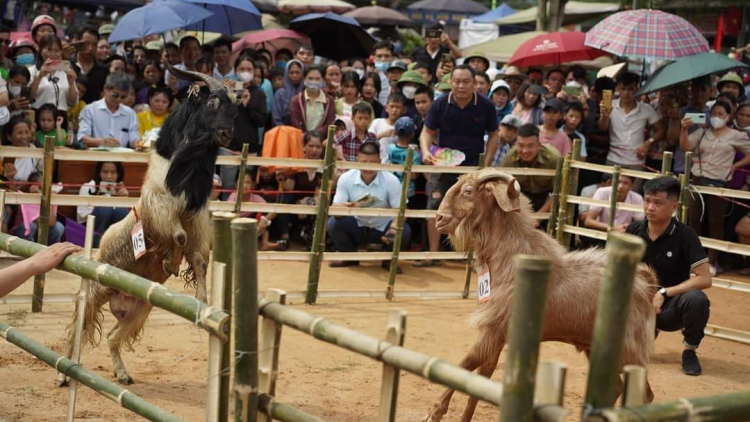“Pay tái” – Tết tri ân nhà ngoại của người Tày (06/2/2024)