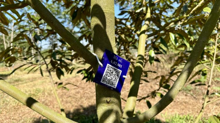 Gắn mã QR quản lý 10.000 cây sầu riêng tại Đắk Lắk (17/3/2024)