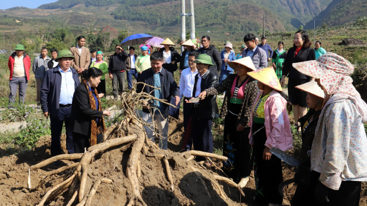 Lời giải cho bài toán cây trồng trên đất lúa một vụ ở Lai Châu (19/03/2024)