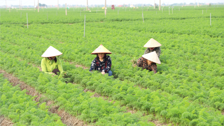 Làm nông nghiệp sạch – Thay đổi tư duy sản xuất của người dân (26/03/2024)