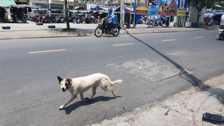 TP.HCM đề xuất nuôi chó mèo phải đăng ký và khuyến khích gắn chip (26/03/2024)