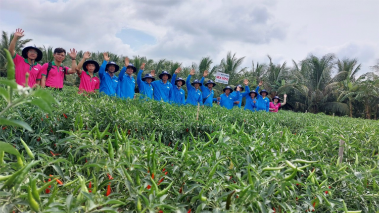 Nông dân Tiền Giang quyết liệt "chiến đấu" với hạn mặn (27/3/2024)