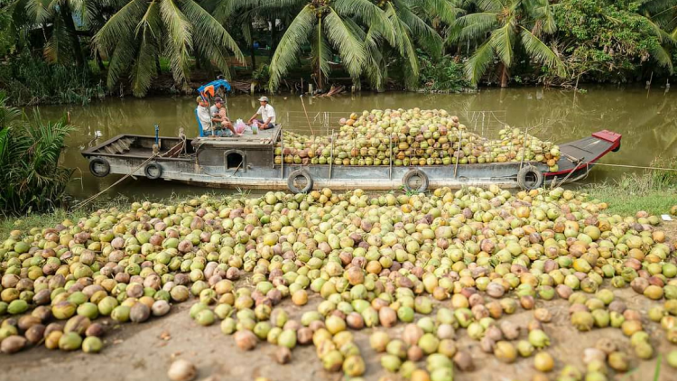 Trái dừa Bến Tre giá thấp lại bị sâu bệnh tấn công (08/03/2024)
