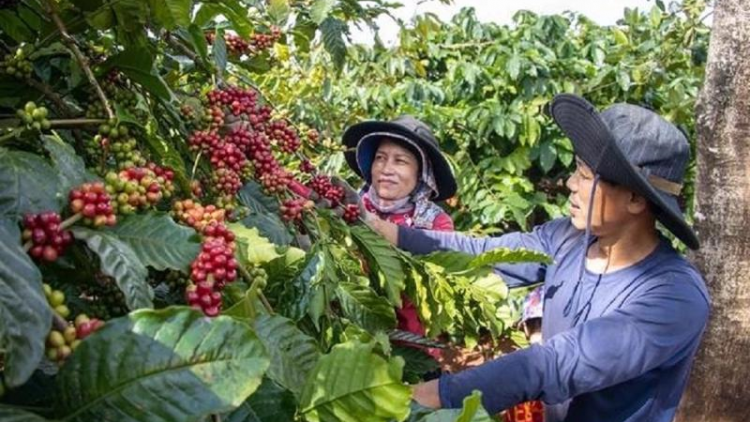 THỜI SỰ 18H CHIỀU 31/3/2024: Giá cà phê tăng cao khiến doanh nghiệp xuất khẩu lao đao