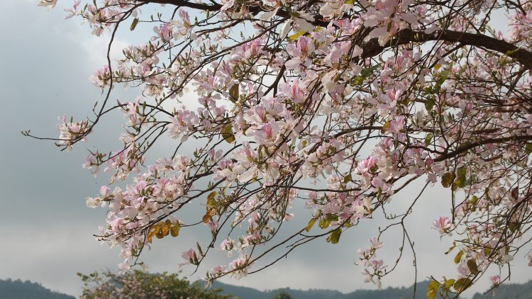 Mùa hoa ban rực rỡ nơi núi rừng Điện Biên - Tây Bắc (25/3/2024)