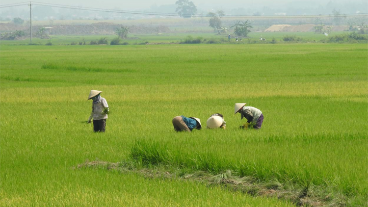 Kon Tum: Sử dụng nước hồ đập thuỷ lợi tiết kiệm để phòng chống hạn (06/3/2024)
