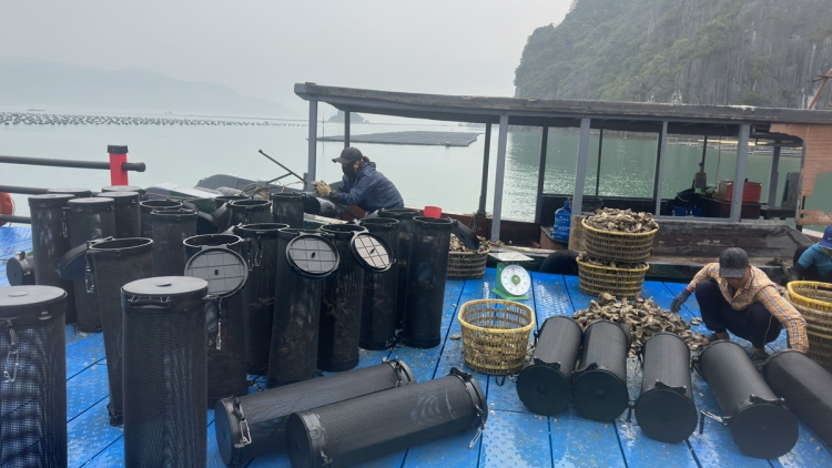 THỜI SỰ 6H SÁNG 31/3/2024: Quảng Ninh khai thác gắn với bảo vệ nguồn lợi thuỷ sản.