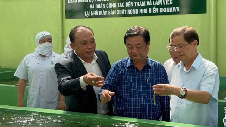Đưa rong nho Việt Nam ra thị trường quốc tế (09/04/2024)
