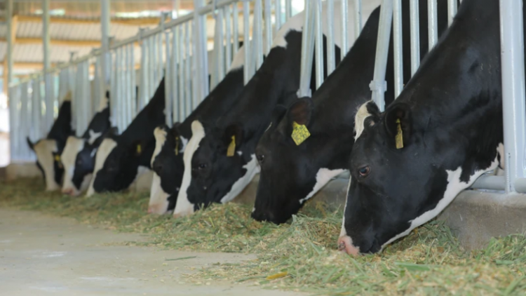 Mô hình Hợp tác xã công nghệ cao đồng hành cùng người nông dân nuôi bò sữa tại Dalatmilk (02/04/2024)