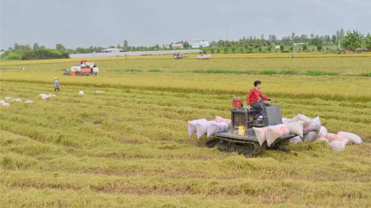 Đề án 1 triệu hecta lúa vùng ĐBSCL – Cần cơ chế, chính sách để đẩy mạnh hợp tác công tư (5/4/2024)