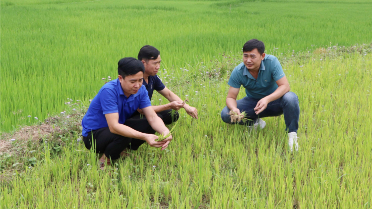 Nông dân Lai Châu chật vật chống hạn cho cây trồng (18/4/2024)