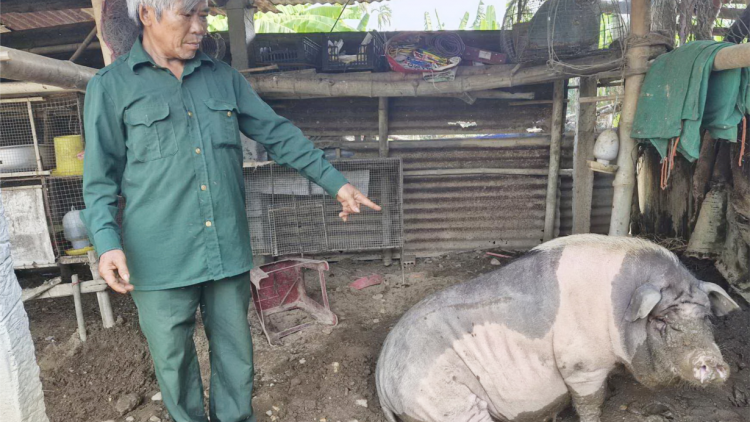 Quảng Nam ngăn chặn dịch tả lợn Châu Phi bùng phát (07/4/2024)