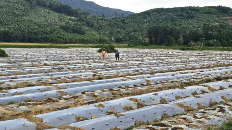 Phú Yên chủ động chống hạn, mặn (29/4/2024)
