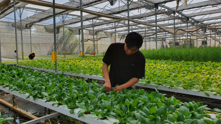 Đến năm 2030, TP.HCM không còn vườn chuyên canh rau trong nội đô (17/05/2024)