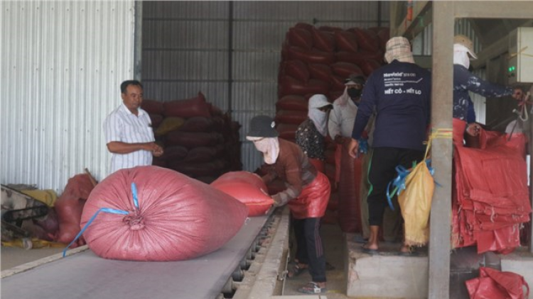 Anh nông dân Khmer thu nhập vài tỷ đồng mỗi năm từ sản xuất, kinh doanh lĩnh vực nông nghiệp (03/05/2024)