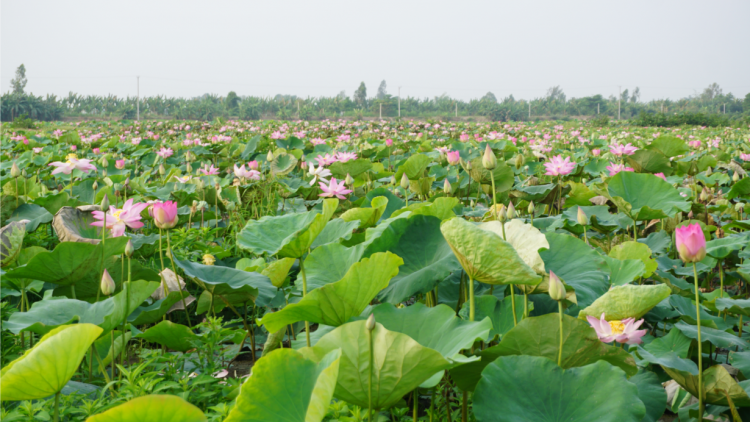 Đồng Tháp tìm chiến lược để nâng tầm giá trị ngành hàng Sen (17/5/2024)