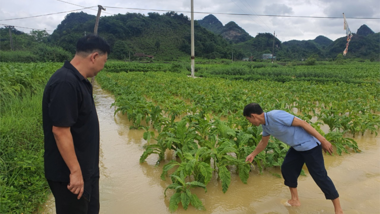 Lạng Sơn: Mưa lớn gây ảnh hưởng giao thông, thiệt hại 
hoa màu (09/5/2024)