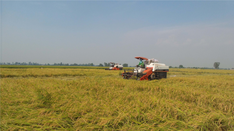 An Giang: nông dân gặp khó khăn khi Tập đoàn  Lộc Trời chậm trả tiền mua lúa (10/5/2024)